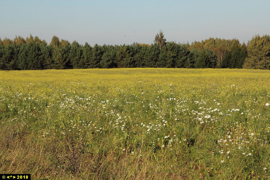 Foto nr: 1016