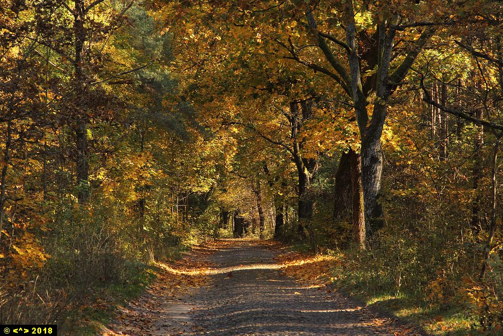 Foto nr: 1028