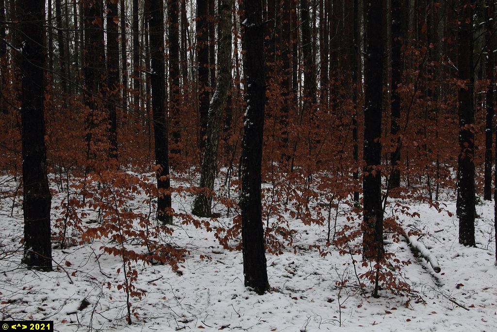 Foto nr: 1291