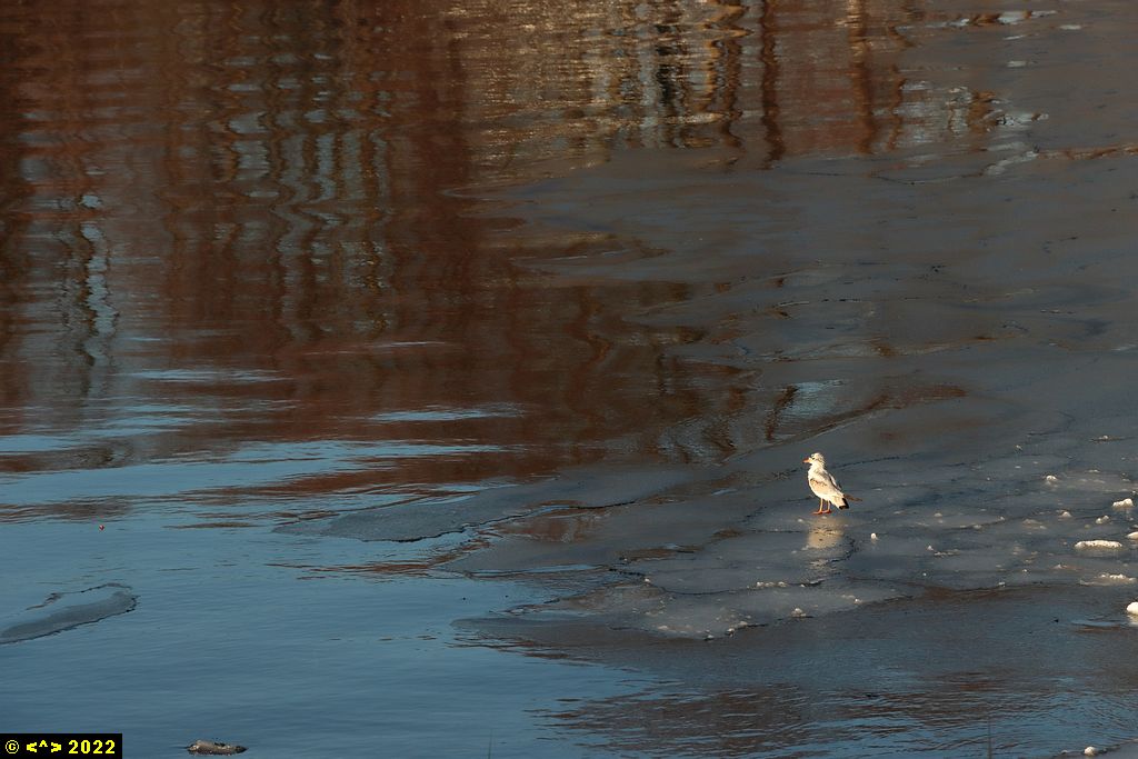 Foto nr: 1412