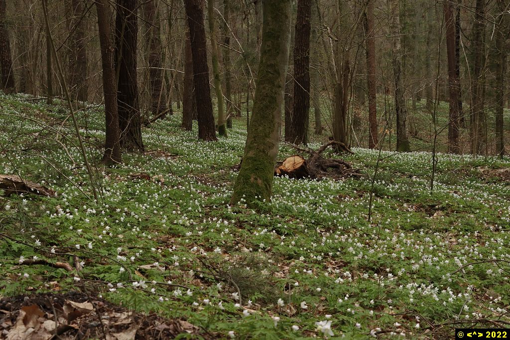 Foto nr: 1442