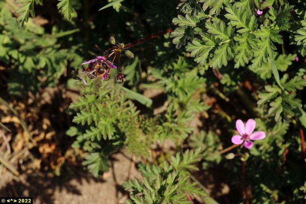 Foto nr: 1447