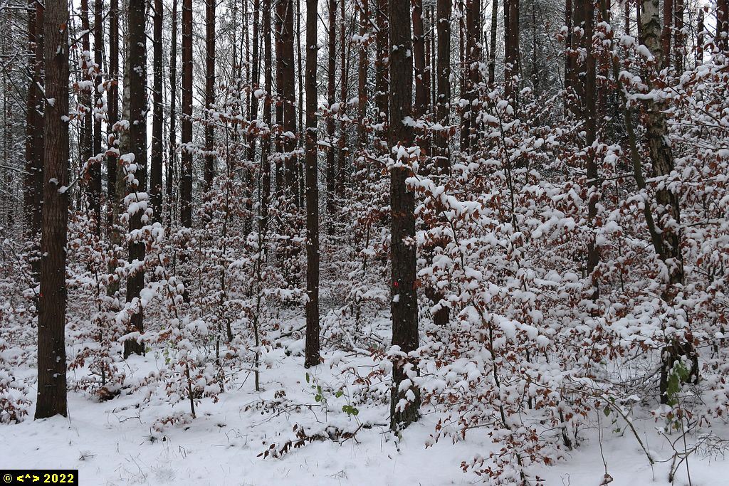 Foto nr: 1504