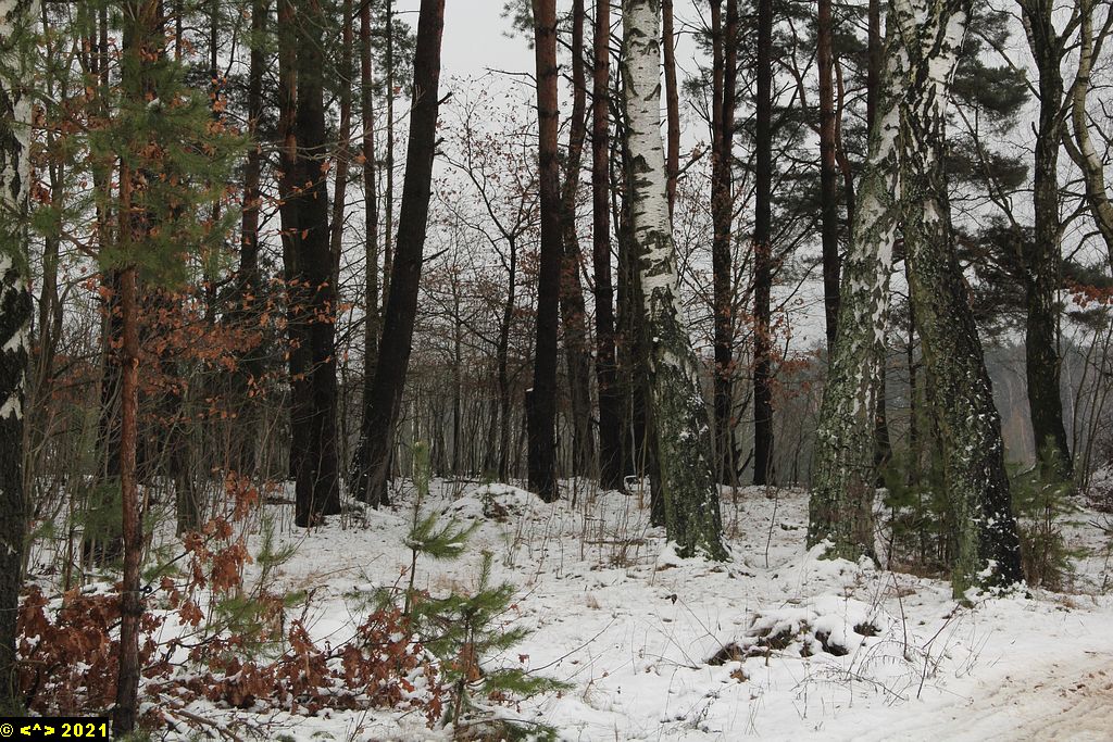 Foto nr: 1515
