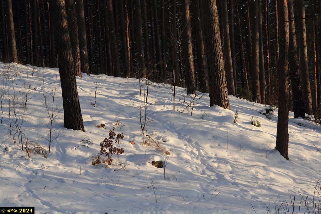 Foto nr: 1516