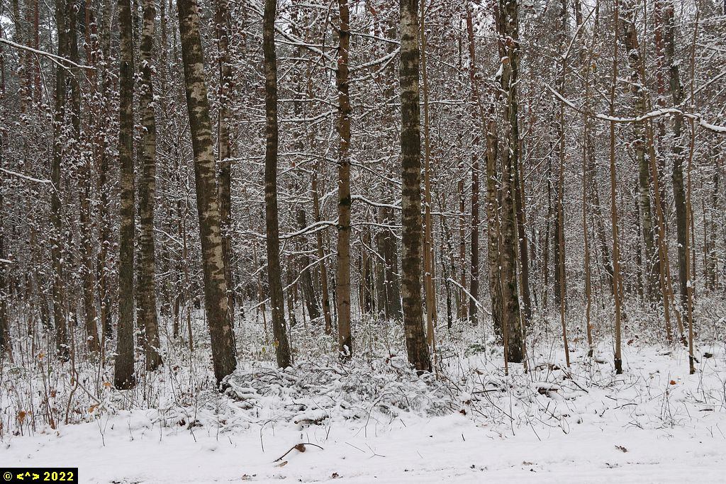 Foto nr: 1518