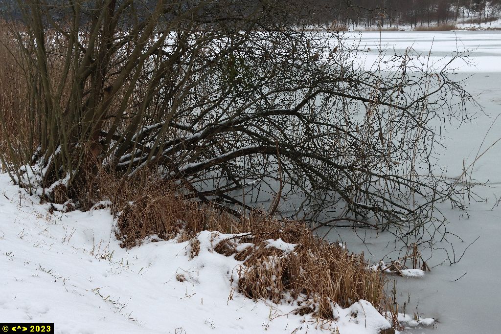 Foto nr: 1546