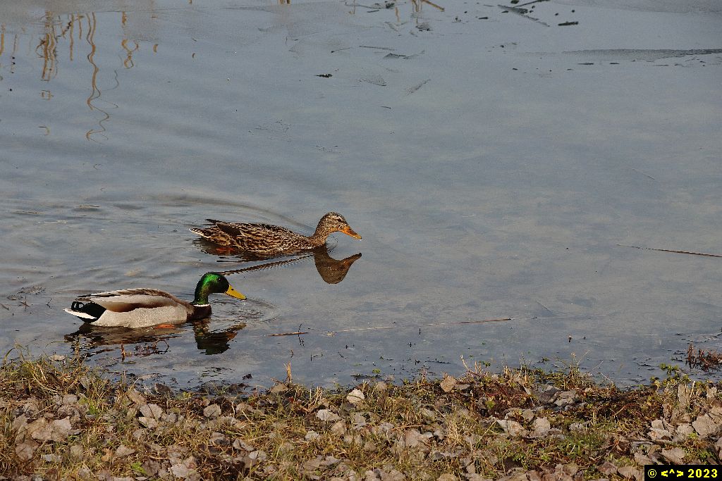 Foto nr: 1553