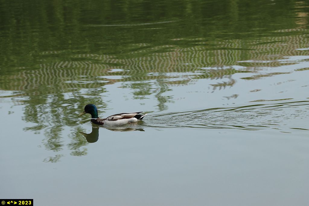 Foto nr: 1583
