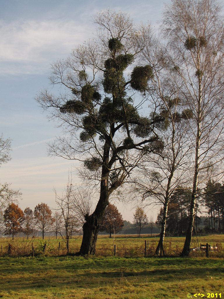 Foto nr: 162