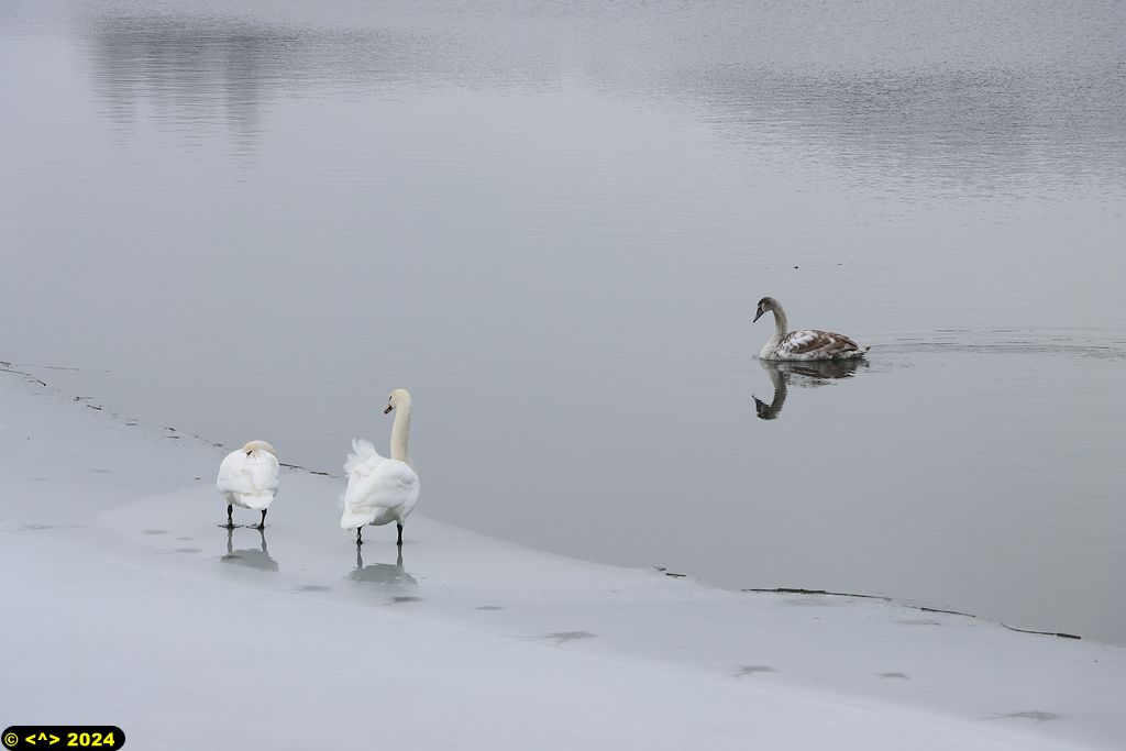 Foto nr: 1656