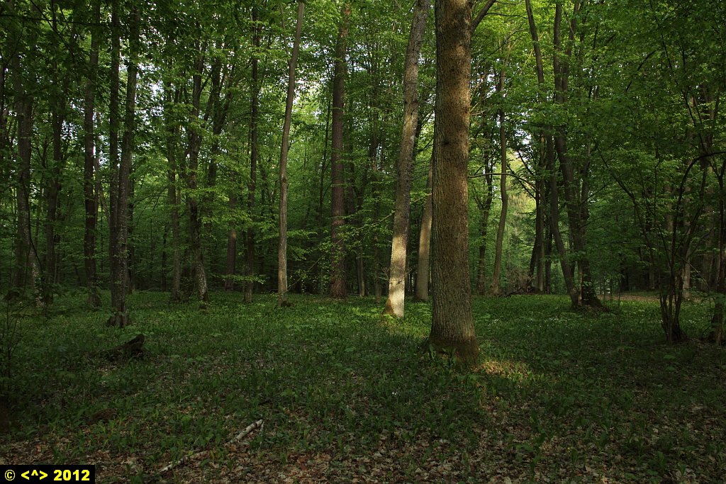 Foto nr: 226