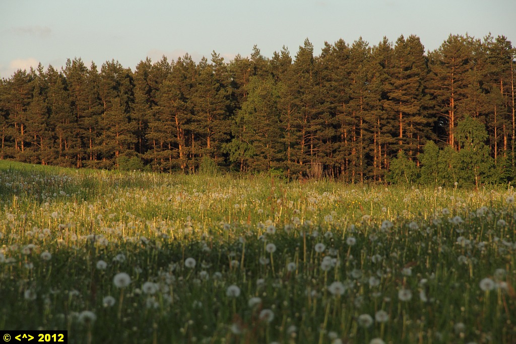Foto nr: 237