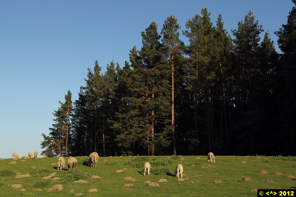 Foto nr: 243