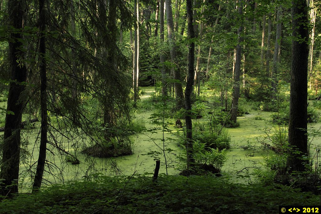 Foto nr: 246