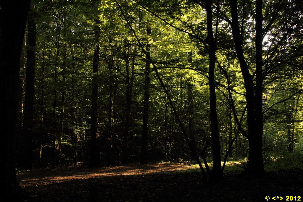 Foto nr: 269