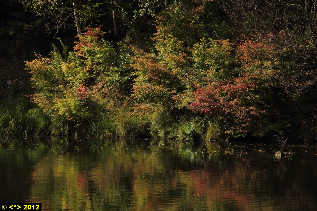 Foto nr: 276