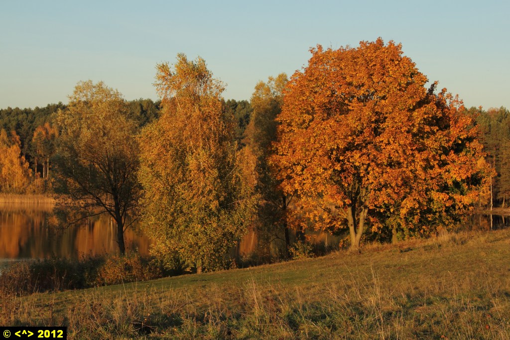 Foto nr: 297