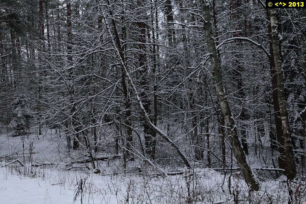 Foto nr: 343