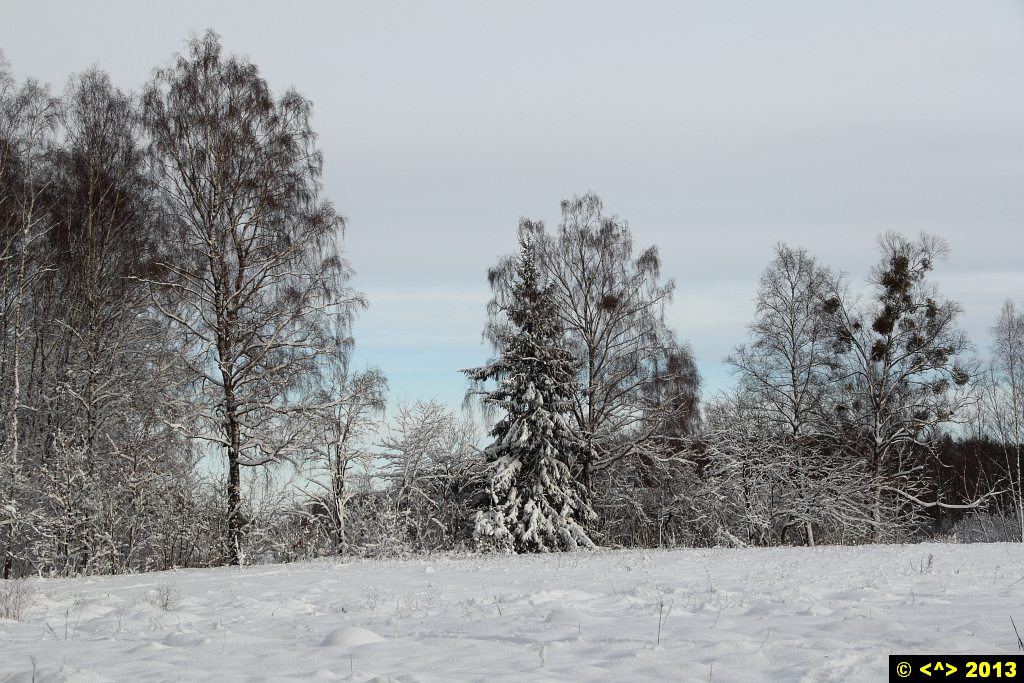 Foto nr: 460