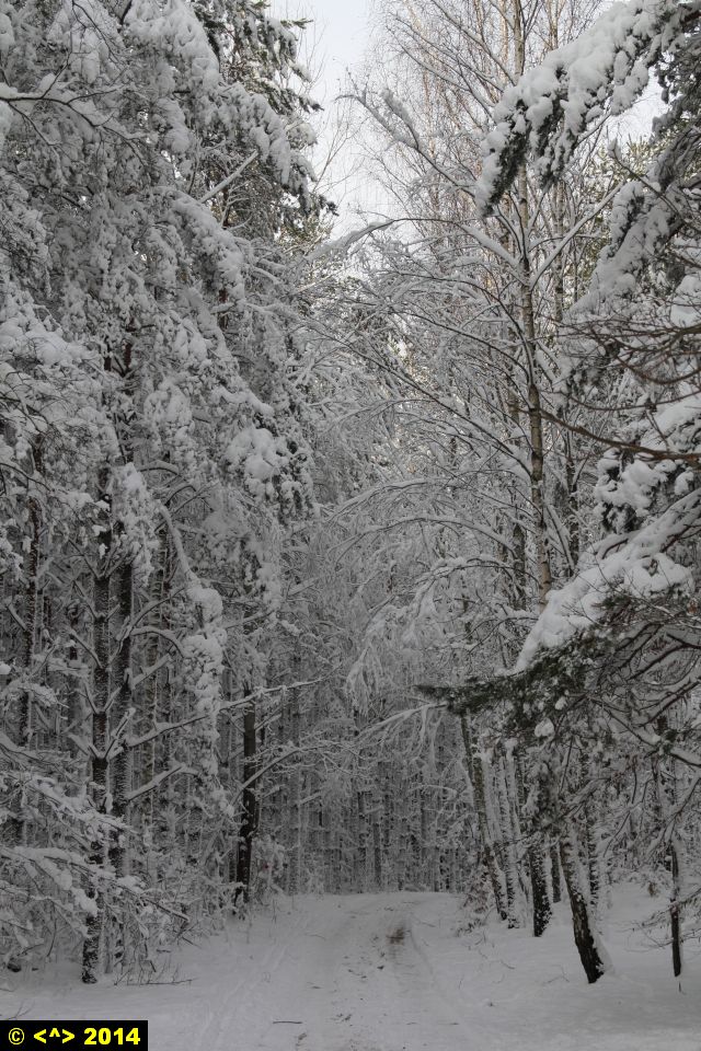 Foto nr: 465