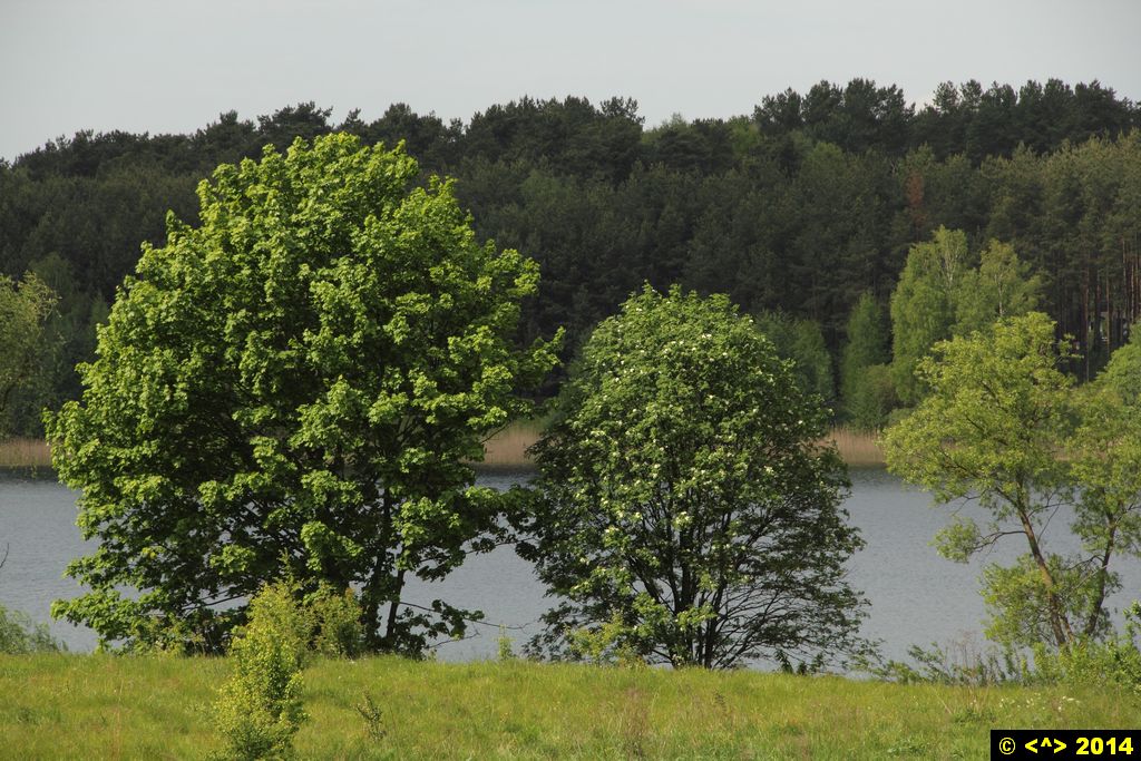 Foto nr: 507