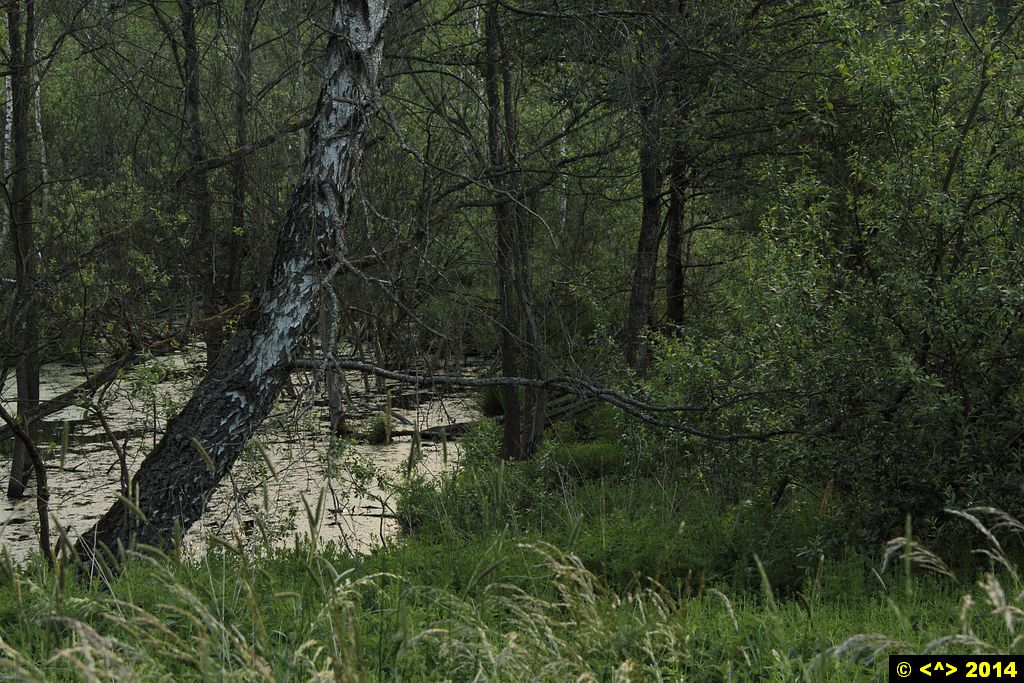 Foto nr: 516