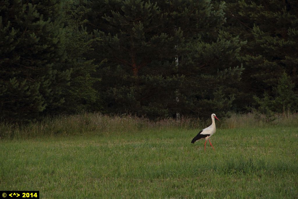 Foto nr: 523
