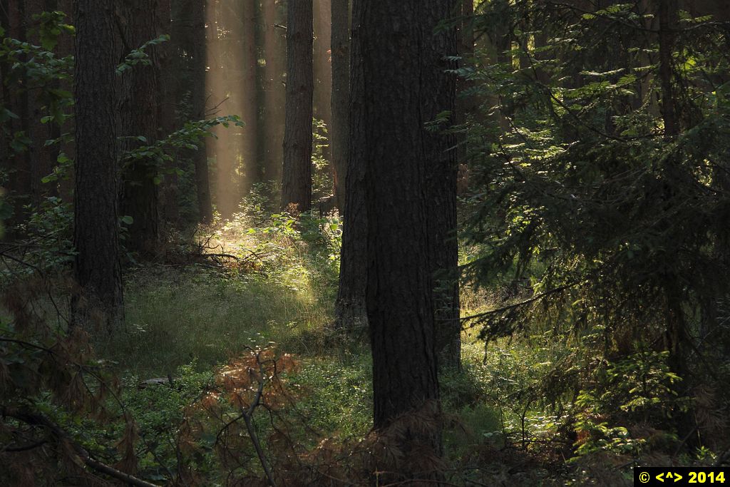 Foto nr: 535