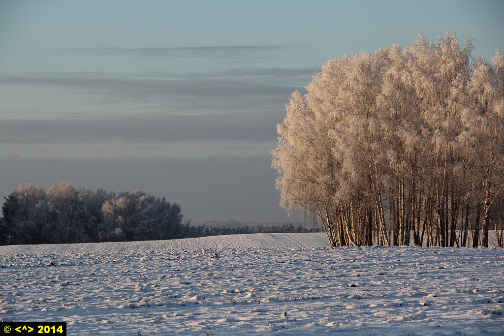 Foto nr: 594