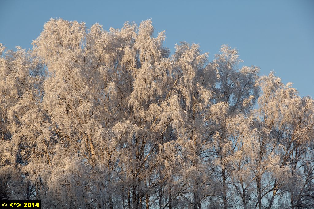 Foto nr: 597