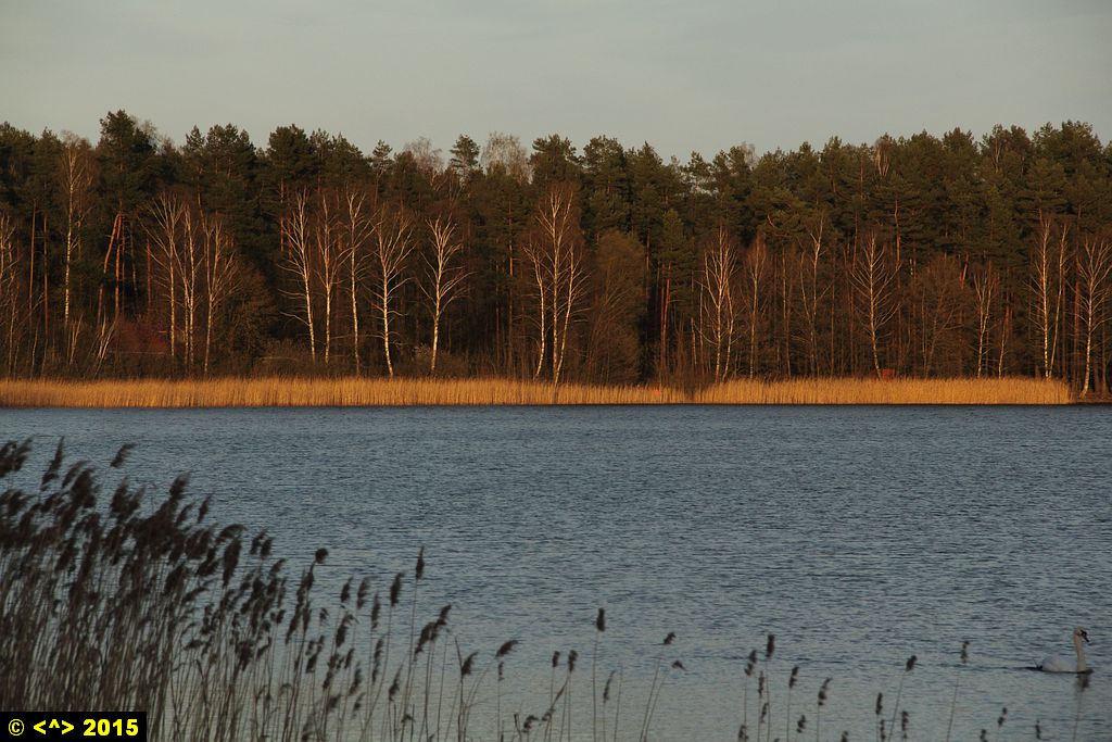 Foto nr: 616