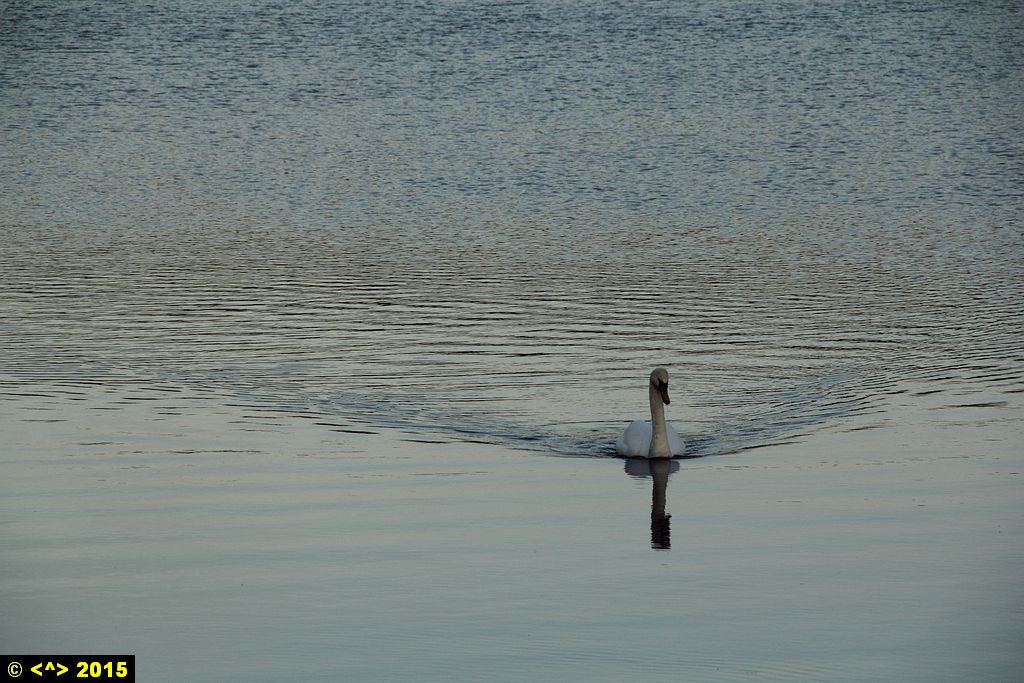 Foto nr: 617