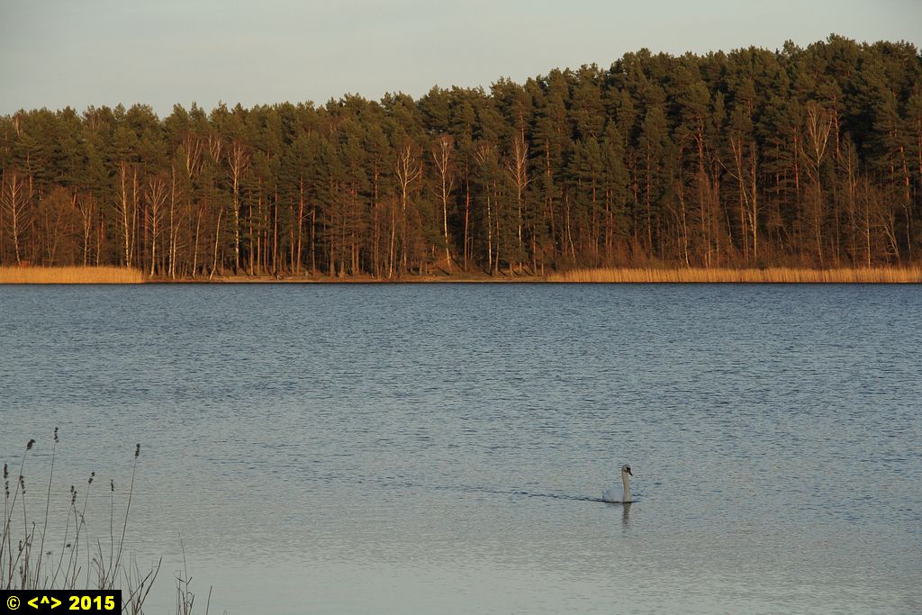 Foto nr: 619