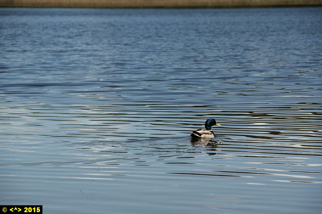 Foto nr: 629
