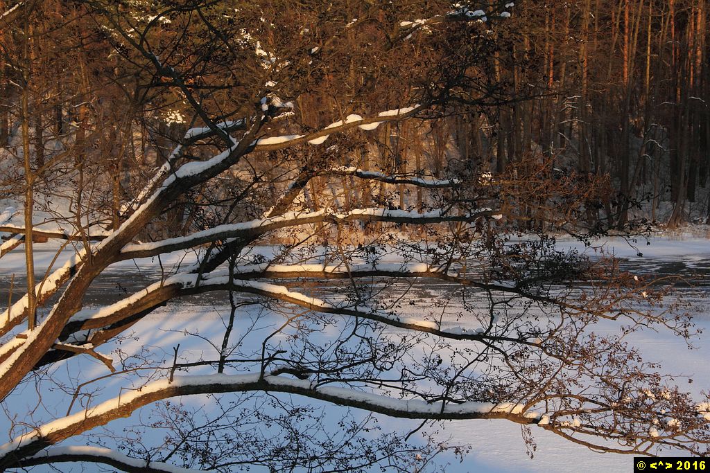 Foto nr: 706