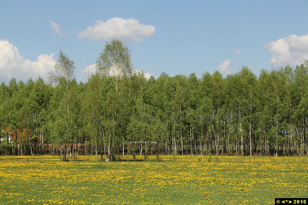 Foto nr: 736