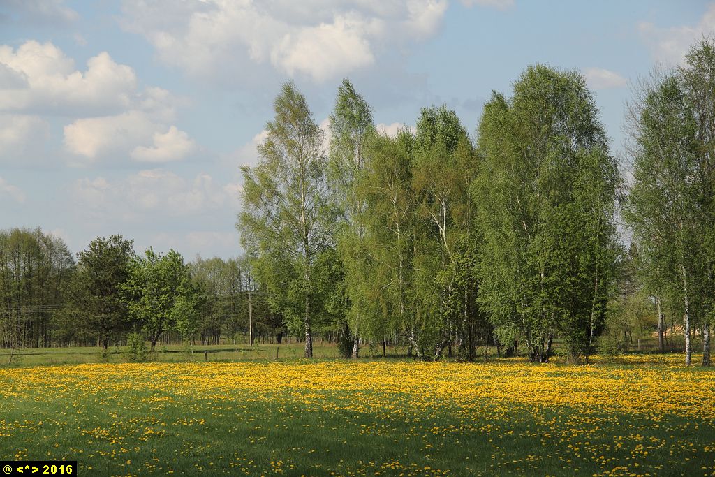 Foto nr: 746
