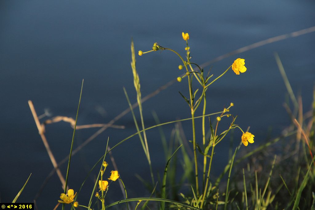 Foto nr: 748