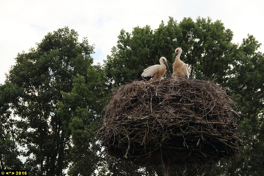 Foto nr: 768