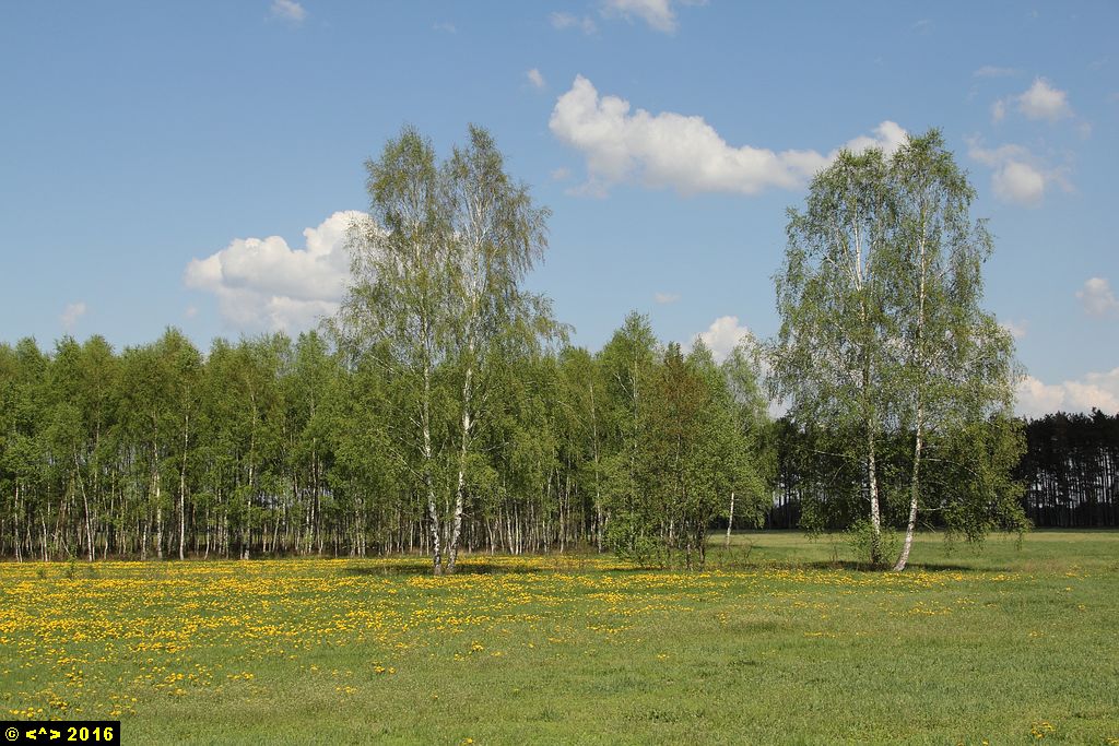 Foto nr: 785