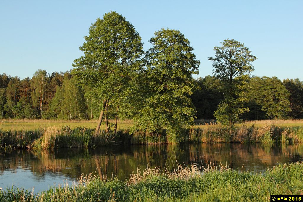 Foto nr: 786