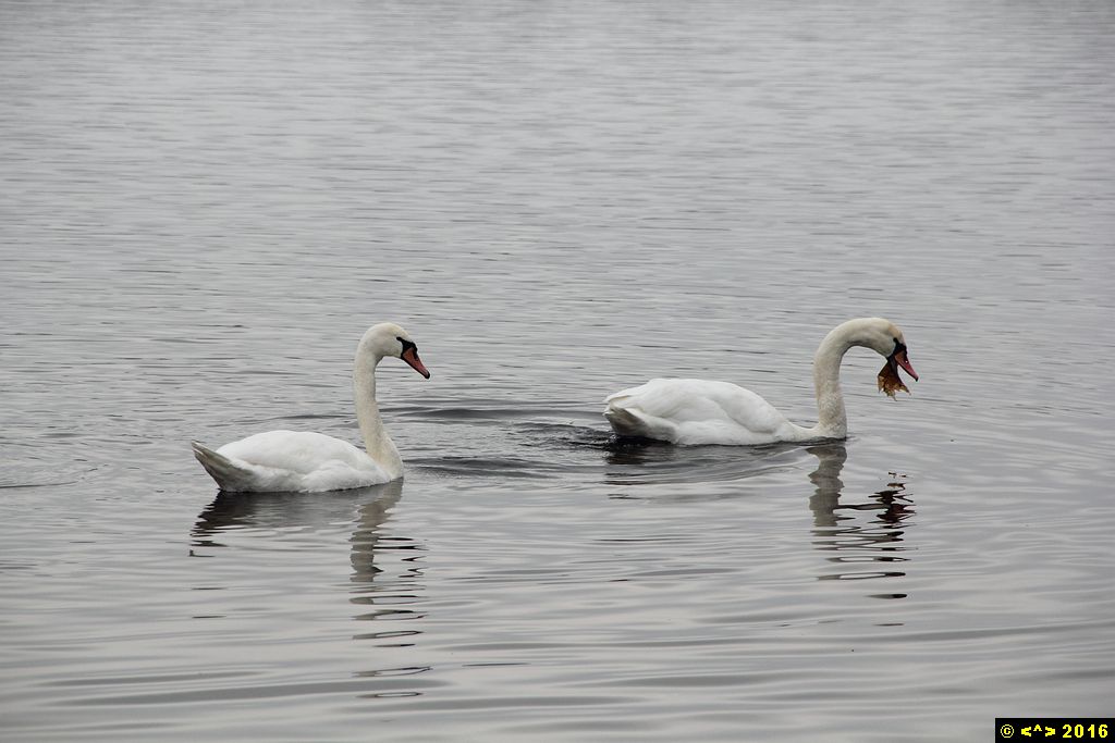 Foto nr: 804