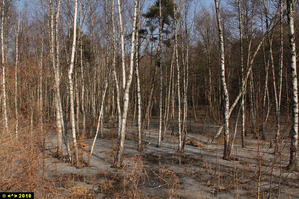 Foto nr: 956