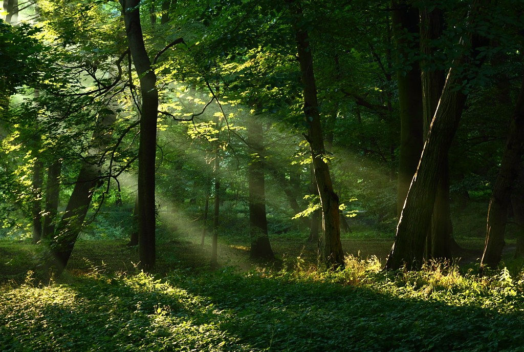 Foto nr: 754