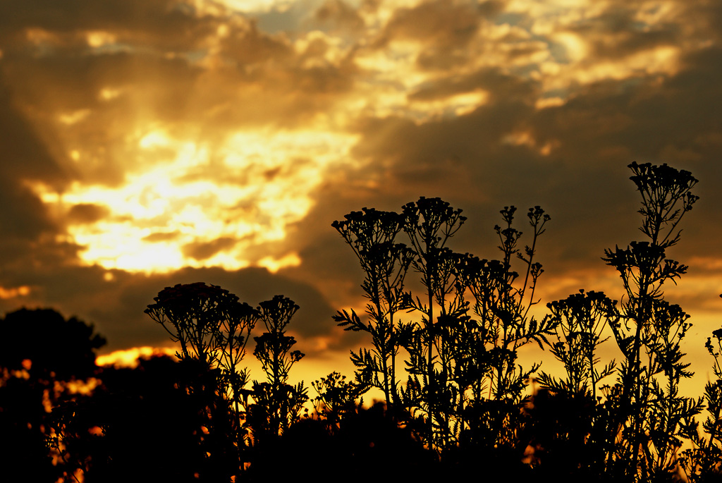 Foto nr: 149